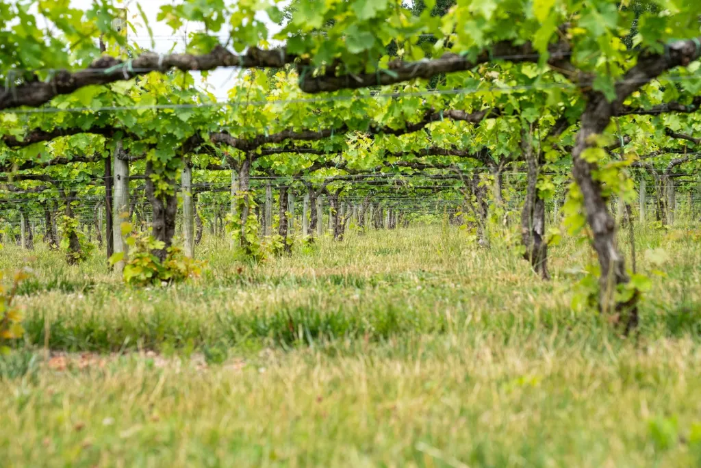 Small-Batch Wine in Flagstaff