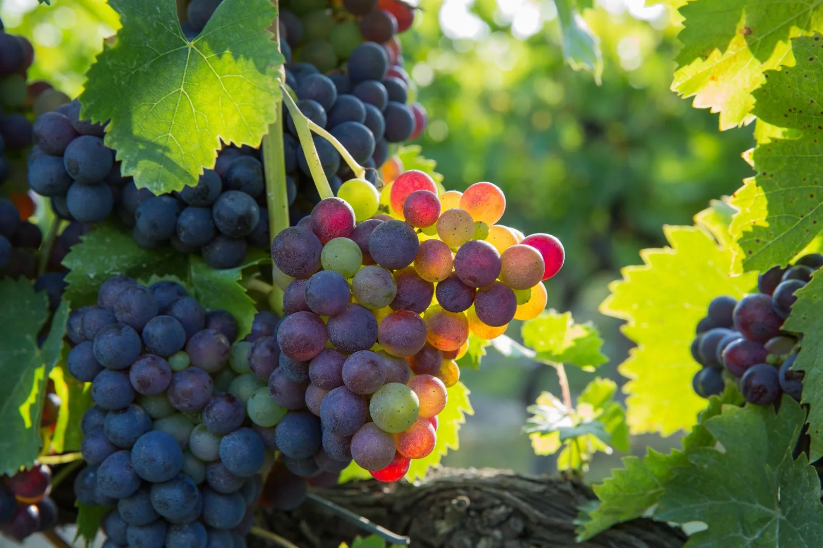 How Small-Batch Wine Is Made